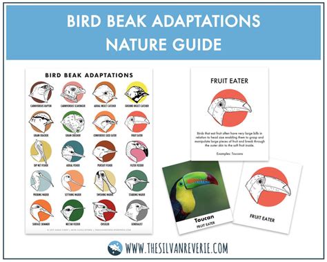 Bird Beak Adaptations Poster, Info Cards, and ID Cards digital Download ...