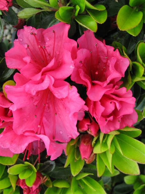 Azalea Chiara Kilmarnock Nurseries