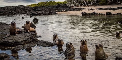 CAMBIO CLIMÁTICO LAS ISLAS GALÁPAGOS ACECHADAS POR EL CAMBIO CLIMÁTICO