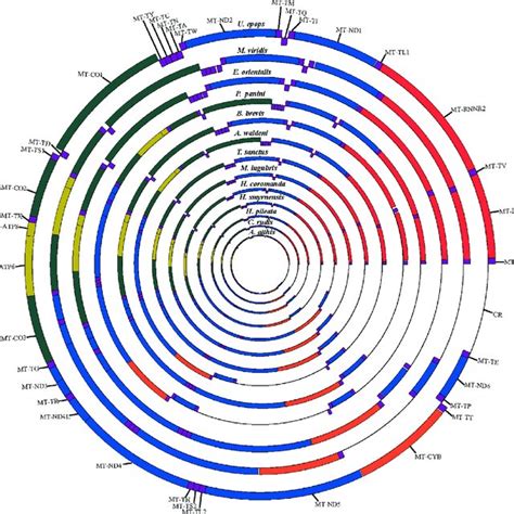 Comparative Circular Map Showing The Genome Organizations Of 13 Download Scientific Diagram