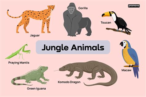 Live Jungle Animals