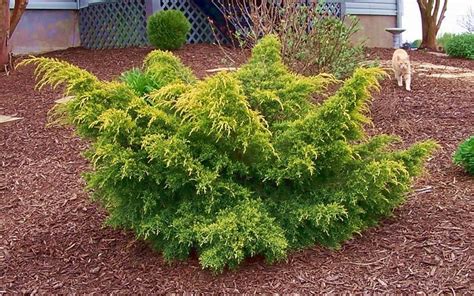 Buy Gold Lace Juniper 6 Pot Junipers Buy Plants Online