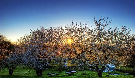 Cherry Blossom Sunset by JeyJeyJonsson on DeviantArt