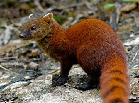 Abe's Animals: Types of carnivorous mammals