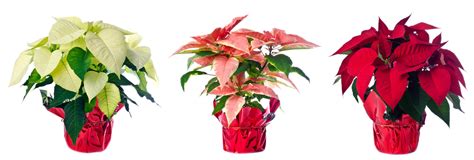 Poinsettia Culture Et Conseils Dentretien De Létoile De Noel