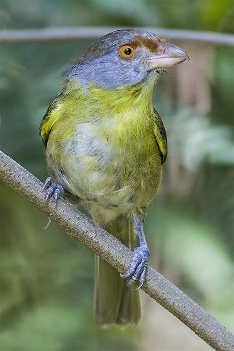 Rufous Browed Peppershrike Cyclarhis Gujansis Mexico To Cantral