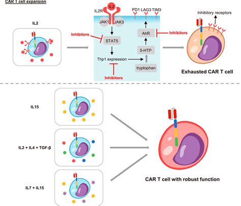 Frontiers Mechanisms Of Car T Cell Exhaustion And Current