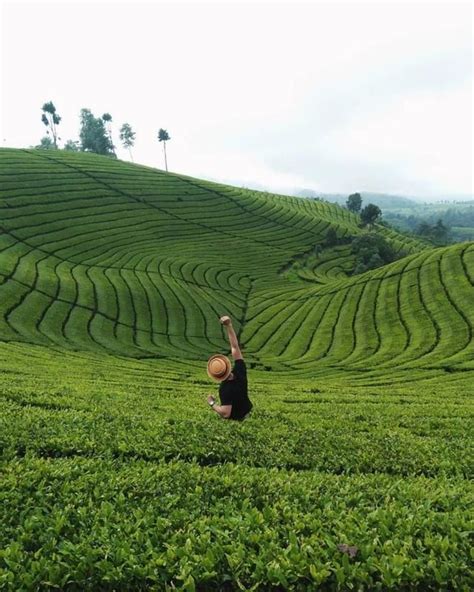 Kebun Teh Di Indonesia Deirdre Clark