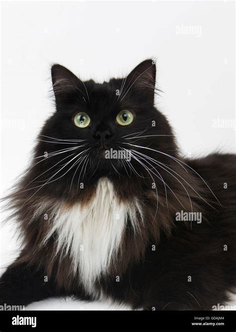 Black Siberian Forest Cat