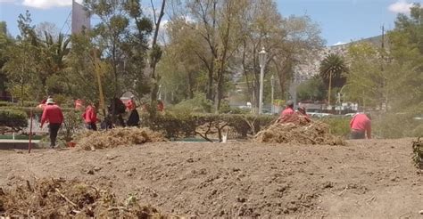 Plantarán más de 300 árboles en jardín de plaza Juárez reforestación