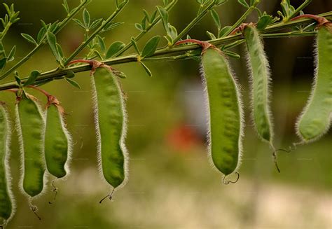 Search For Species Besenginster Cytisus Scoparius L Link