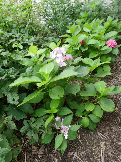 Hydrangea Macrophylla Lets Dance Diva 7 2021 Bigleaf Flickr