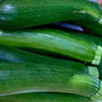 Courgettes Verte De Milan Black Beauty Grana Shop