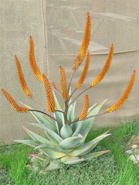 Aloes Plant Care And Collection Of Varieties