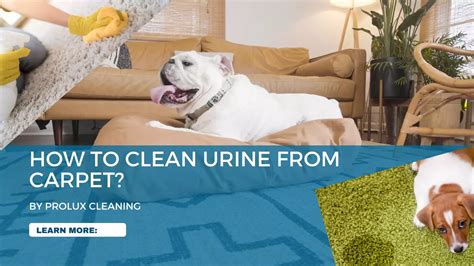 How To Remove Urine Stains From Carpet Simple Step By Step