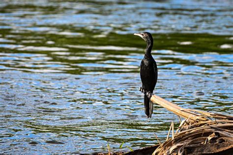 Cormorant Sitting In Wood Pixahive