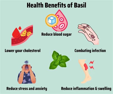 10 Amazing Health Benefits of Basil (When Living Off-Grid)