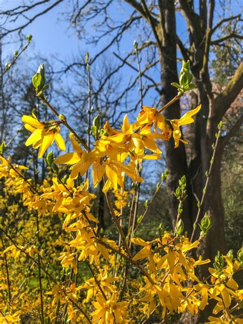 Border Forsythia Stock Image Image Of Season Botanical 233585665