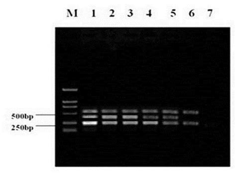 Sensitivity Of Multiplex RT PCR For PRRSV Lane M DL2000 DNA Marker