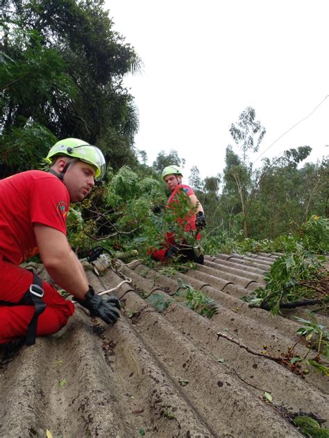 Estragos do temporal Bombeiros de Picada Café fazem retirada de árvore