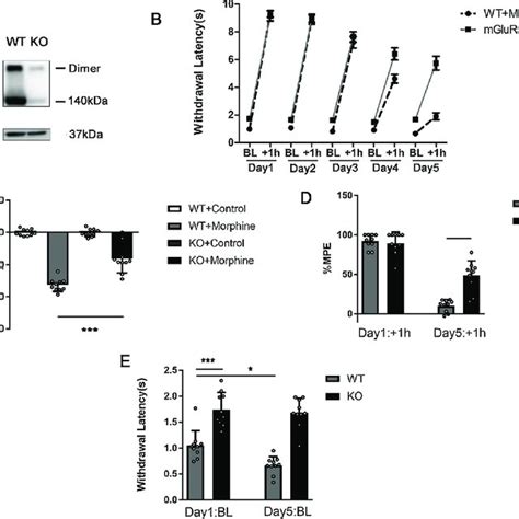 The Knockout Of Mglur Prevents The Development Of Morphine Induced