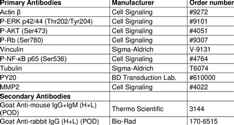 Antibodies used for western blot | Download Scientific Diagram