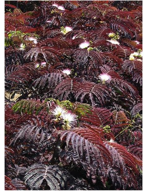 Albizia Julibrissin Summer Chocolate Arbre De Soie Ou Acacia De