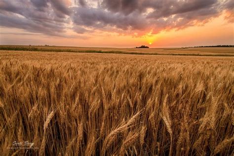 Photographing The Kansas Wheat Fields Nature Photography Wheat