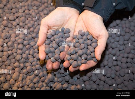 Two Hands Holding Iron Ore Pellets Produced In The Lkab Pelletizing