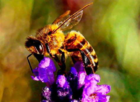 Bee Painting Free Stock Photo - Public Domain Pictures