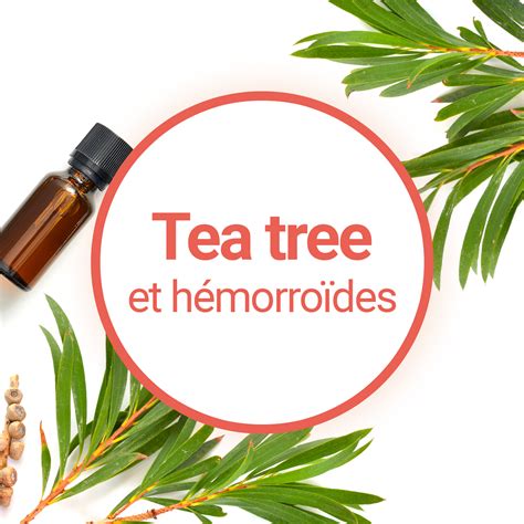 Le Tea Tree Est Il Efficace Contre Les Hémorroïdes