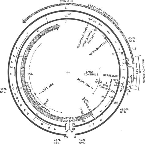 The Lambda DNA Map Modified From SZYBALSKI Et Al 1970 And From The