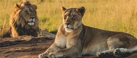 Lion and Safari Park: Full Guide - Things to Do - WeSearchSA