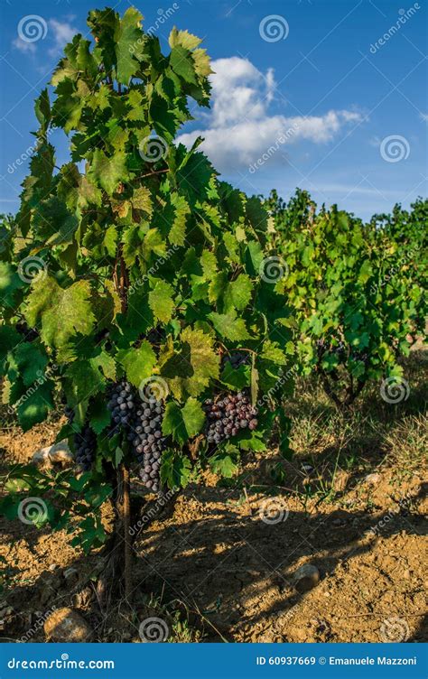 Grupos Das Uvas Do Vinho Tinto Que Penduram No Vinho Imagem De Stock