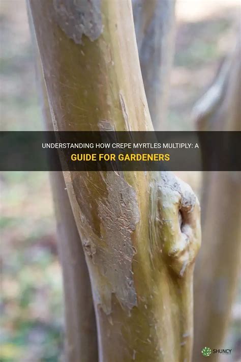 Understanding How Crepe Myrtles Multiply A Guide For Gardeners Shuncy