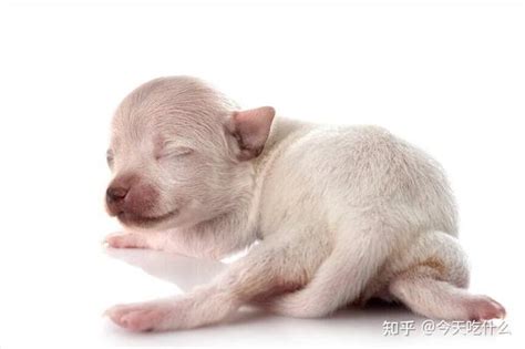 幼犬出生后的6个月会有什么变化 知乎