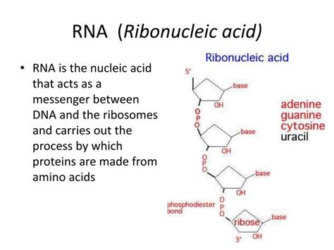 Ppt Rna Synthesis Or “transcription” Powerpoint Presentation Id 3147919