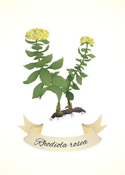 60 Rhodiola Rosea Illustrations Stock Illustrations Royalty Free