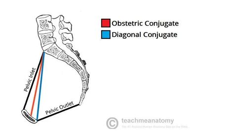 Fetal Skull And Maternal Pelvis Diameters Pdf