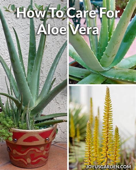 An Aloe Vera Is A Plant With Purpose And Very Useful To Have Around Here