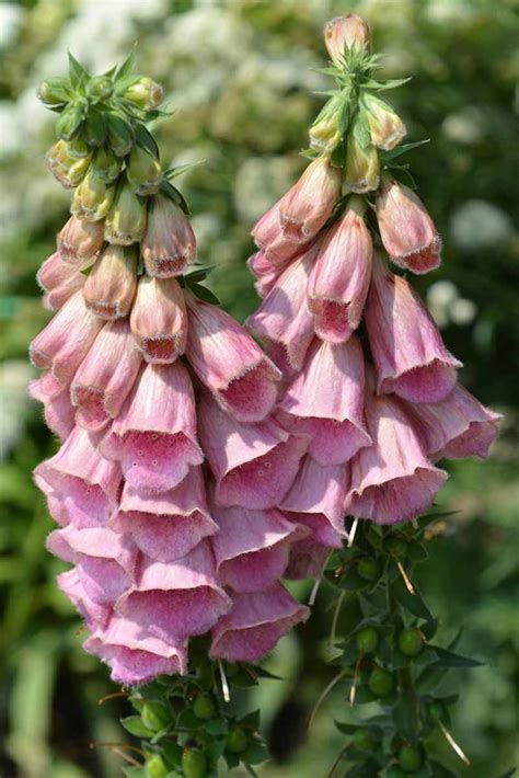 11 of the Best Foxglove Varieties | Gardener’s Path