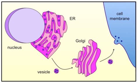 Vesicular Transport Flashcards Quizlet