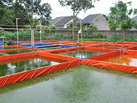 Ikan Lele Cara Mudah Beternak And Budidaya Di Kolam Terpal [lengkap]