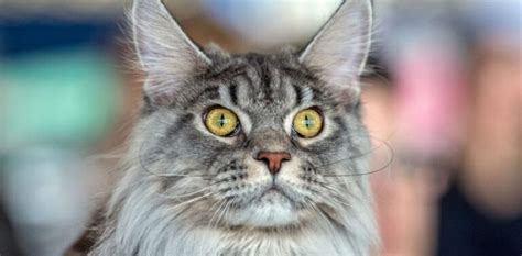 Tout savoir sur le Maine Coon caractère santé prix taille