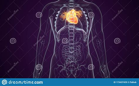 Illustration D De L Anatomie Du Coeur De L Appareil Circulatoire