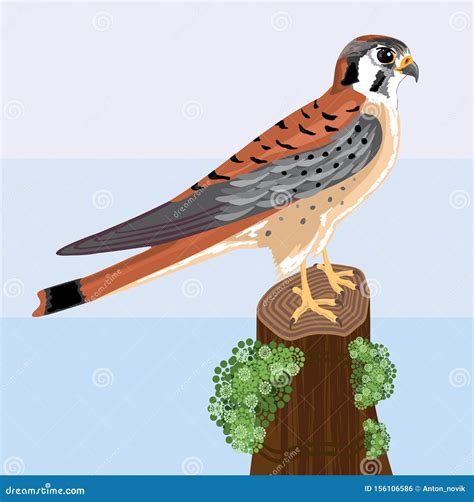 Kestrel Bird Vector Stock Vector Illustration Of Brown