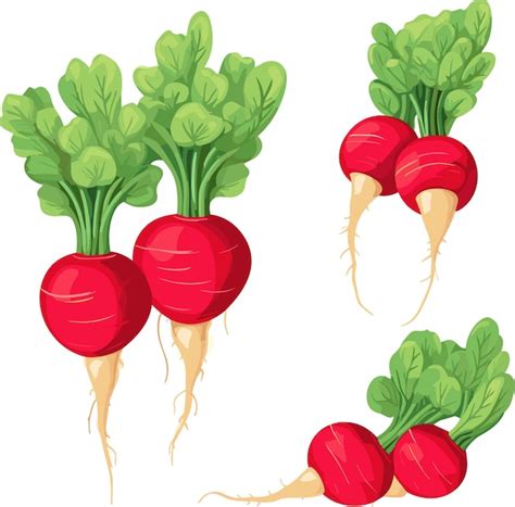 Premium Vector Ripe Red Radish Vector Illustration