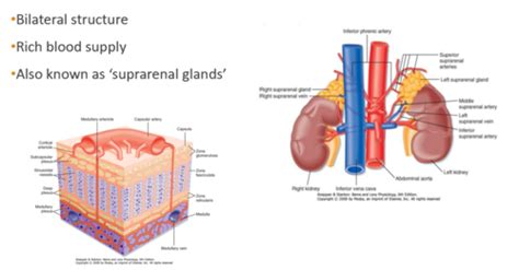 Endocrinology Adrenal Gland Flashcards Quizlet