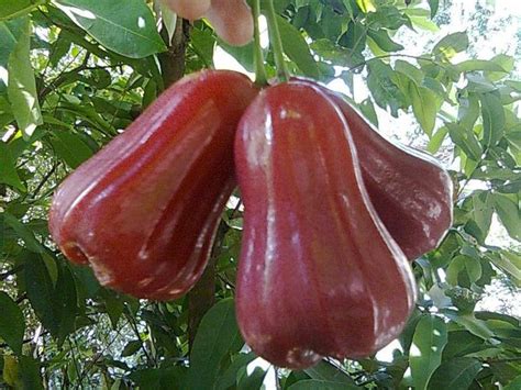 Jual Benih Biji Jambu Air Thailand Di Lapak SEEDs GARDEN Bukalapak