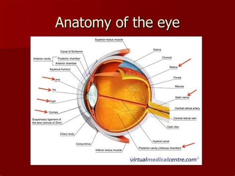 PPT - Red Eye PowerPoint Presentation, free download - ID:798979